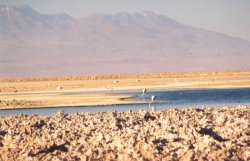 Salar de Atacama : lagune Chaxa