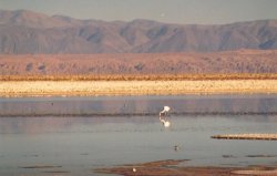 Laguna Chaxa