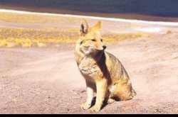 Laguna Miniques : Notre ami le Renard