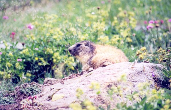 Marmotte
