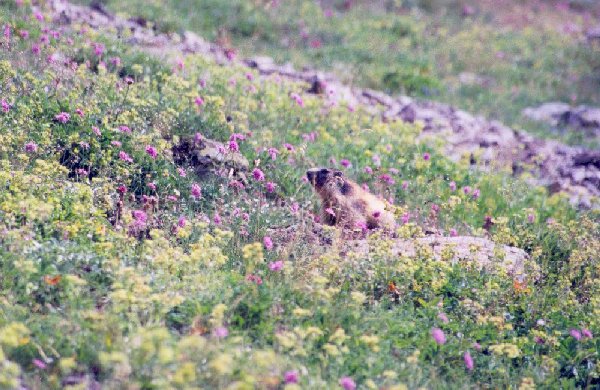 Marmotte