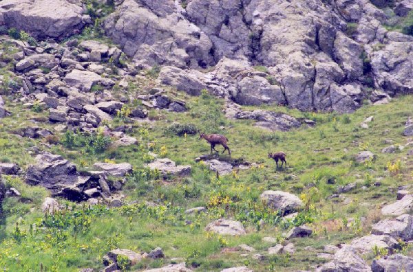 Chamois