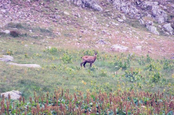 Chamois